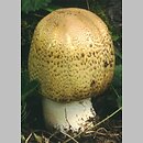 Agaricus augustus (pieczarka okazała)