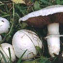 Agaricus campestris (pieczarka łąkowa)