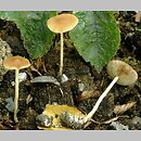 Agrocybe arvalis (polówka korzeniasta)