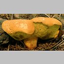 Buchwaldoboletus lignicola (złociec czerwonawy)