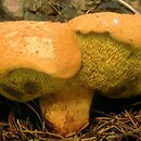 Buchwaldoboletus (złociec)