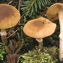 Conocybe aporos (stożkówka wiosenna)