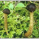 Cordyceps canadensis