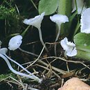 Hemimycena (białogrzybówka)