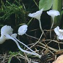 Hemimycena candida (białogrzybówka żywokostowa)