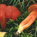 Hygrocybe punicea (wilgotnica karminowa)