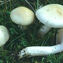 Hygrophorus ligatus (wodnicha grubopierścieniowa)