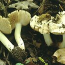 Inocybe pyriodora (strzępiak gruszkowonny)