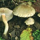 Inocybe haemacta