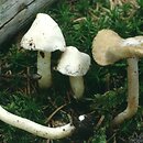 Inocybe umbratica (strzępiak białawy)