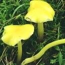 Hygrocybe chlorophana (wilgotnica żółknąca)