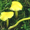 Hygrocybe chlorophana var. aurantiaca