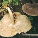 Pluteus atromarginatus (drobnołuszczak czarnoostrzowy)