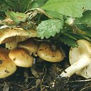 Pholiota carbonaria (łuskwiak wypaleniskowy)