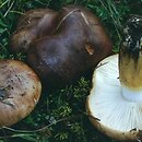 Tricholoma batschii (gąska czerwonobrązowa)