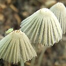 Narcissea patouillardii (czernidłak gnojolubny)