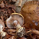 Cortinarius anserinus