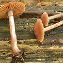 Cortinarius casimiri (zasłonak szarofioletowawy)
