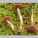 Cortinarius miraculosus (zasłonak czerwonobrązowy)