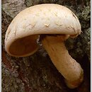 Hemipholiota heteroclita (łuskwiak włóknistołuskowaty)