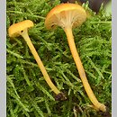 Hygrocybe cantharellus (wilgotnica lejkowata)