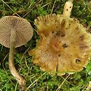 Inocybe rennyi