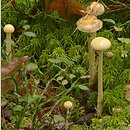 Protostropharia alcis