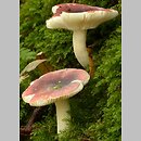 Russula atrorubens (gołąbek czarnoczerwony)