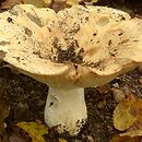 Russula chloroides (gołąbek wąskoblaszkowy)