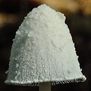 Coprinopsis nivea (czernidłak śnieżnobiały)