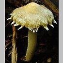 Inocybe appendiculata (strzępiak frędzlowaty)