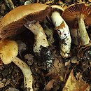 Cortinarius torvus (zasłonak pachnący)