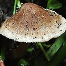 Inocybe splendens (strzępiak brunatny)