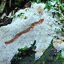 Rigidoporus sanguinolentus (zmiennoporek krwawiący)