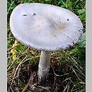 Amanita argentea (muchomor srebrzysty)