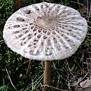 Macrolepiota fuliginosa