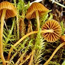 Galerina vittiformis (hełmówka rdzawa)