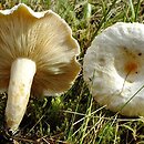 Lactarius scoticus