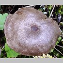 Entoloma caeruleum