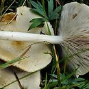 Melanoleuca strictipes (ciemnobiałka popękana)