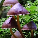 Mycena inclinata (grzybówka mydlana)