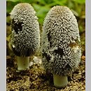 Coprinopsis jonesii