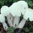 Leucocoprinus cretaceus