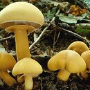 Phaeolepiota aurea (aksamitkówka złota)