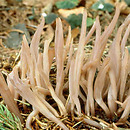 Clavaria purpurea (goździeniec purpurowy)