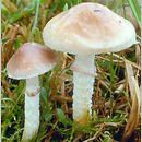 Stropharia inuncta (pierścieniak kruchaweczkowaty)