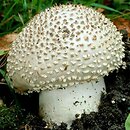 Amanita echinocephala (muchomor jeżowaty)