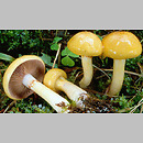 Cortinarius subgen. Myxacium sect. Delibuti