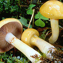 Cortinarius delibutus (zasłonak błękitnoblaszkowy)