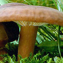 Lactarius picinus (mleczaj ciemny)